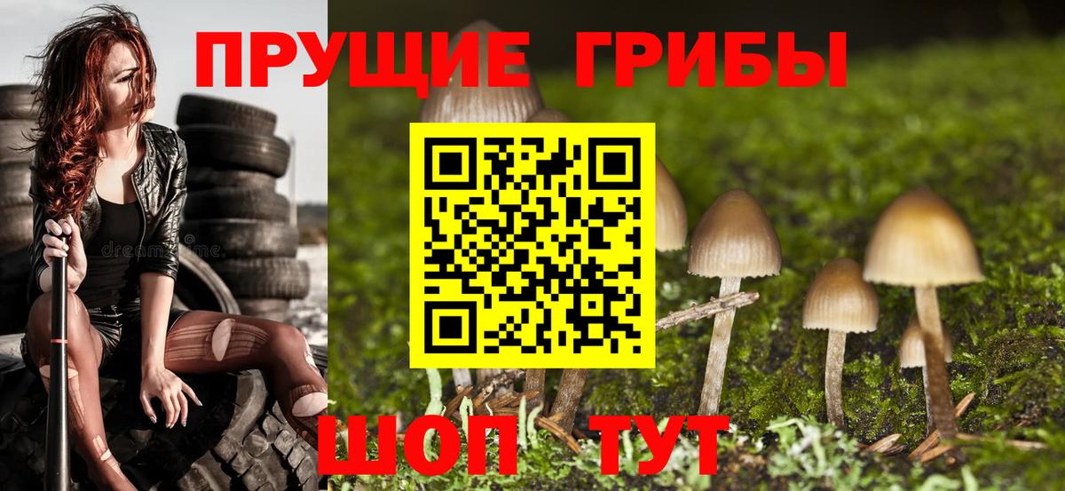 Псилоцибиновые грибы Cubensis Карачаевск